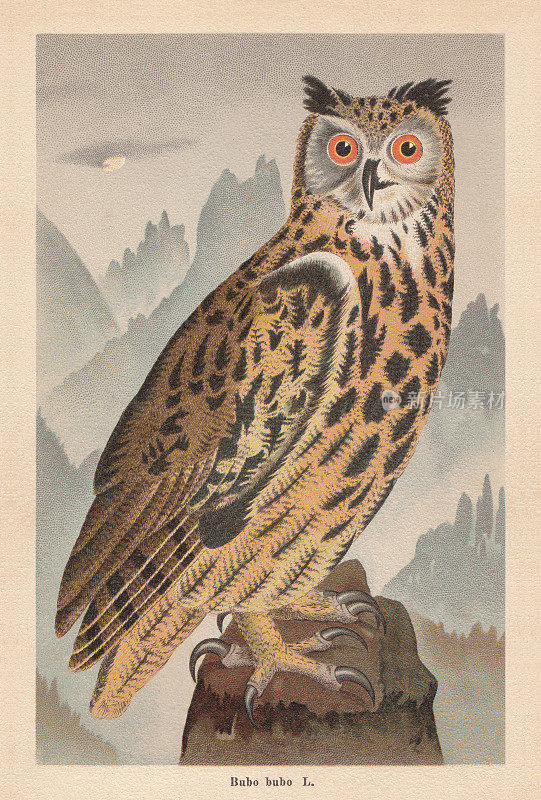 欧亚雕鸮(Bubo Bubo)，色版画，出版于1896年